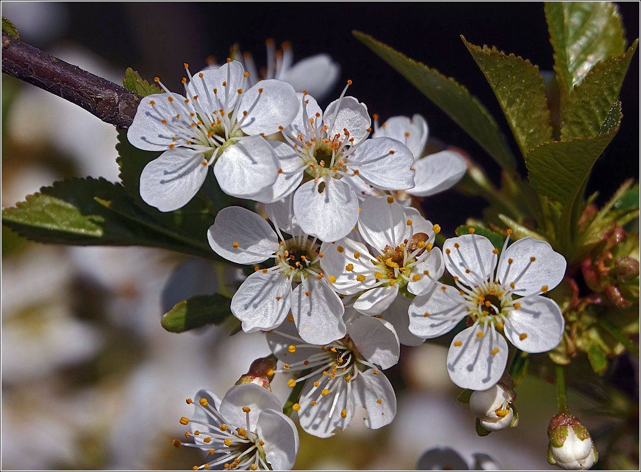 Изображение особи Prunus spinosa.