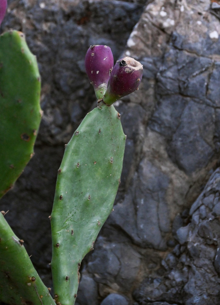 Image of Opuntia stricta specimen.