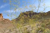 Ferula glabrifolia