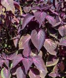 Coleus scutellarioides