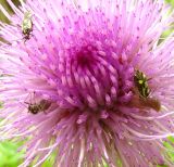 Cirsium heterophyllum