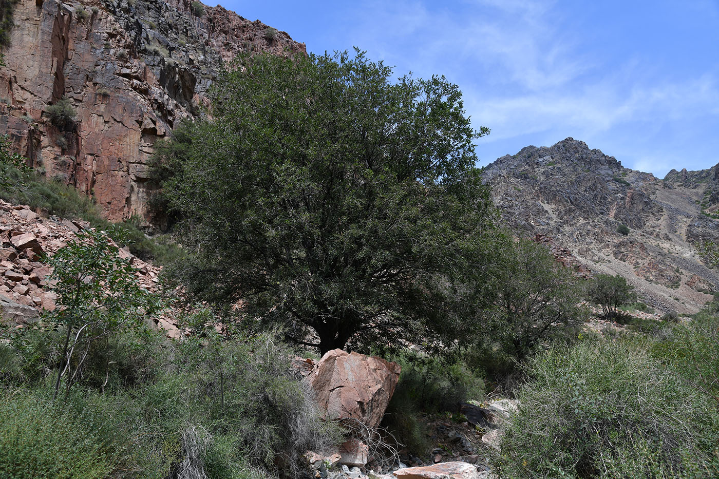 Image of Celtis caucasica specimen.