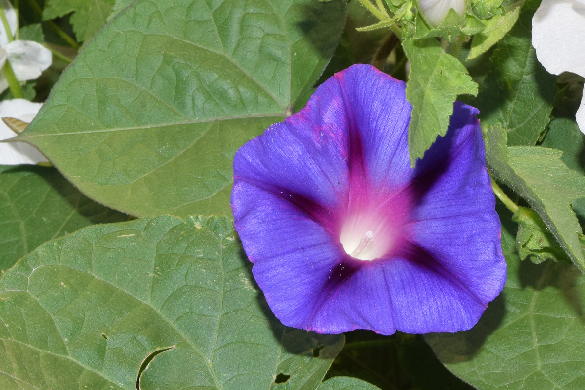 Изображение особи Ipomoea purpurea.