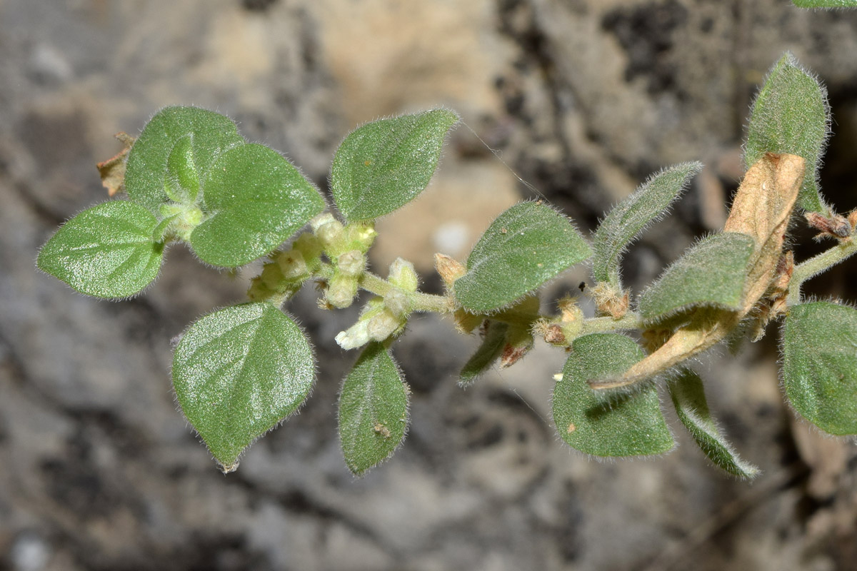 Image of Parietaria elliptica specimen.