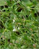 Epilobium palustre. Часть соцветия. Тверская область, Ржевский р-н, р. Волга, окр. переката Рождественский, возле ручья. 2 августа 2010 г.