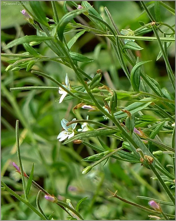 Image of Epilobium palustre specimen.