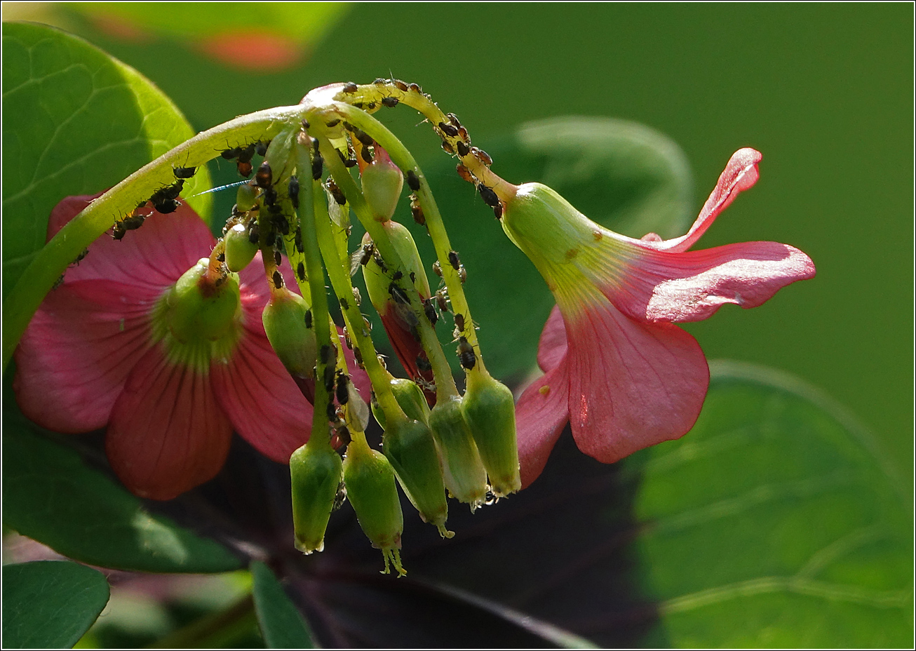 Image of Oxalis tetraphylla specimen.