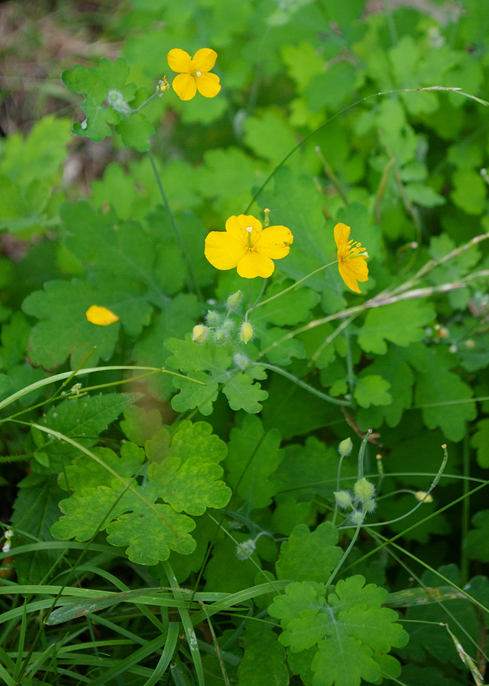 Изображение особи Chelidonium majus.