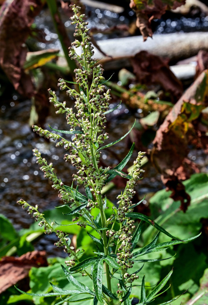 Изображение особи Artemisia montana.