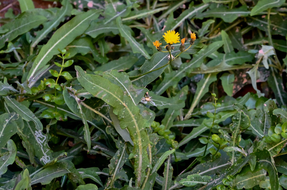 Изображение особи род Sonchus.