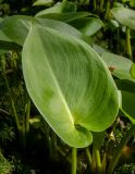 Calla palustris. Лист. Московская обл., Дмитровский р-н, окр. пос. Раменский, заболоченная канава на краю бывших торфоразработок. 14.06.2023.