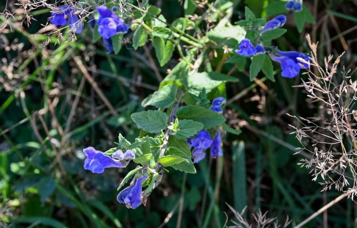 Изображение особи Scutellaria strigillosa.