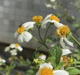 genus Bidens. Верхушка цветущего растения. Таиланд, провинция Пхукет, столичный ампхе Пхукет, тамбон Карон, вершина холма Наккерд, подножие монумента Большой Будда, сорная растительность на гравийной отсыпке. 29.02.2024.