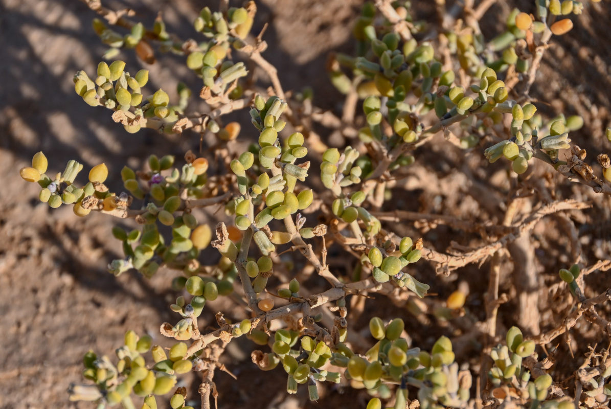 Image of Tetraena gaetula specimen.