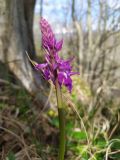 Orchis mascula. Соцветие с цветком и бутонами. Краснодарский край, г/о Сочи, Хостинский р-н, гора Бытха, крутая часть восточного склона, широколиственный лес. 02.04.2024.