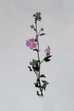 Malva thuringiaca. Верхушка цветущего растения. Республика Молдова, пригород Кишинёва. 13 июня 2009 г.