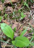 Platanthera bifolia