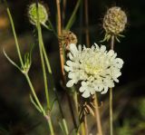 Scabiosa ochroleuca. Соцветие. Башкортостан, Хайбуллинский р-н, с. Акъяр, долина р. Таналык, береговая терраса. 4 сентября 2023 г.