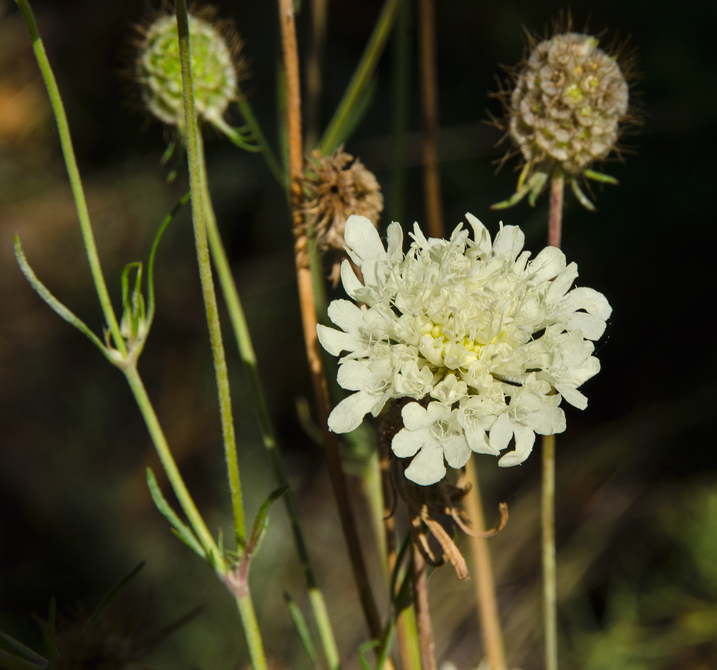 Image of Scabiosa ochroleuca specimen.