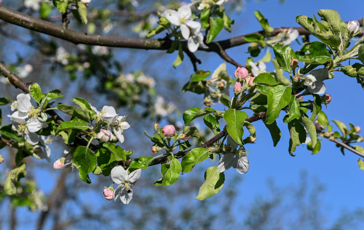 Изображение особи Malus domestica.