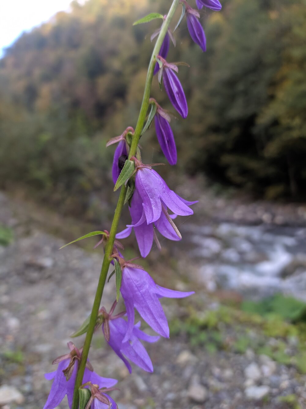 Изображение особи Campanula rapunculoides.