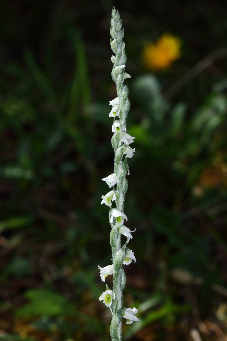 Изображение особи Spiranthes spiralis.