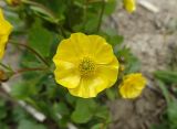 Ranunculus altaicus