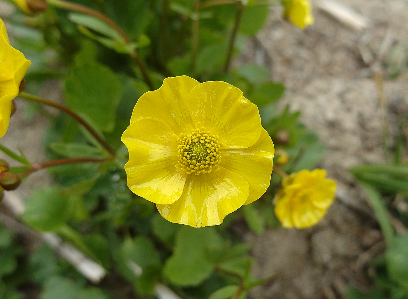 Изображение особи Ranunculus altaicus.