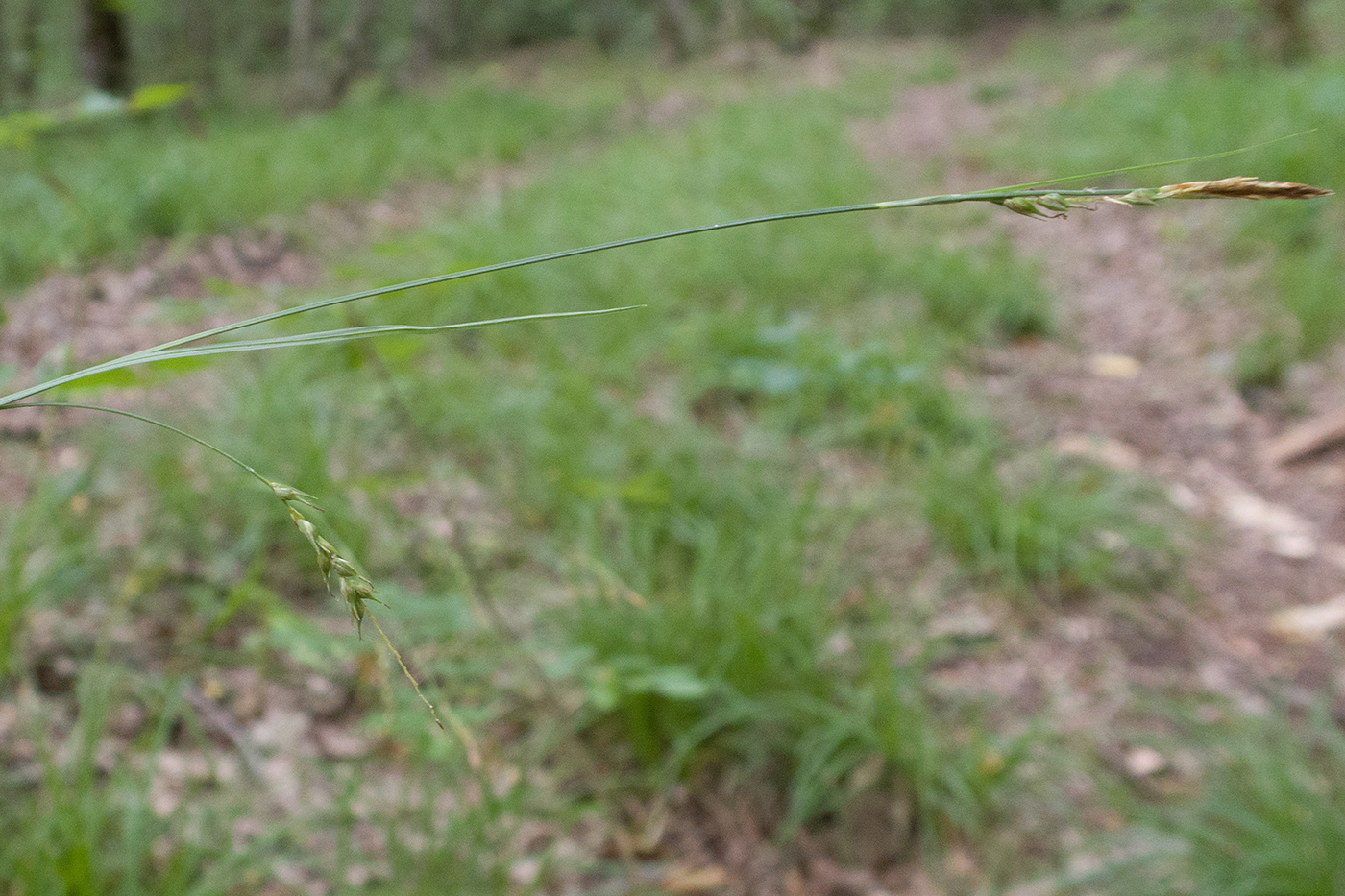 Изображение особи Carex sylvatica.