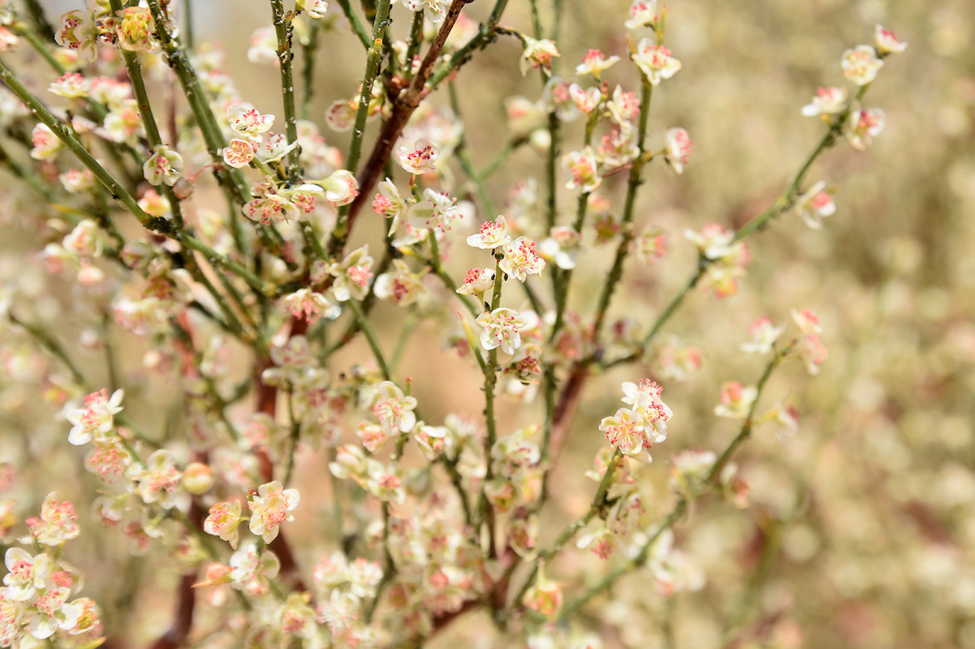 Изображение особи Calligonum aphyllum.