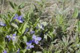 Viola canina