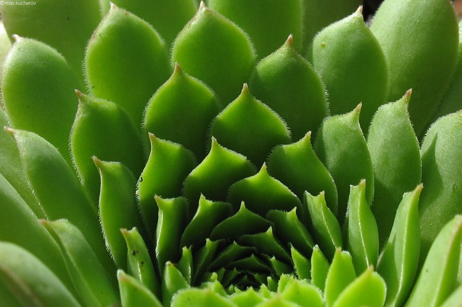 Image of Sempervivum caucasicum specimen.