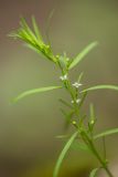 Thesium alpinum
