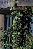 Trachelospermum jasminoides