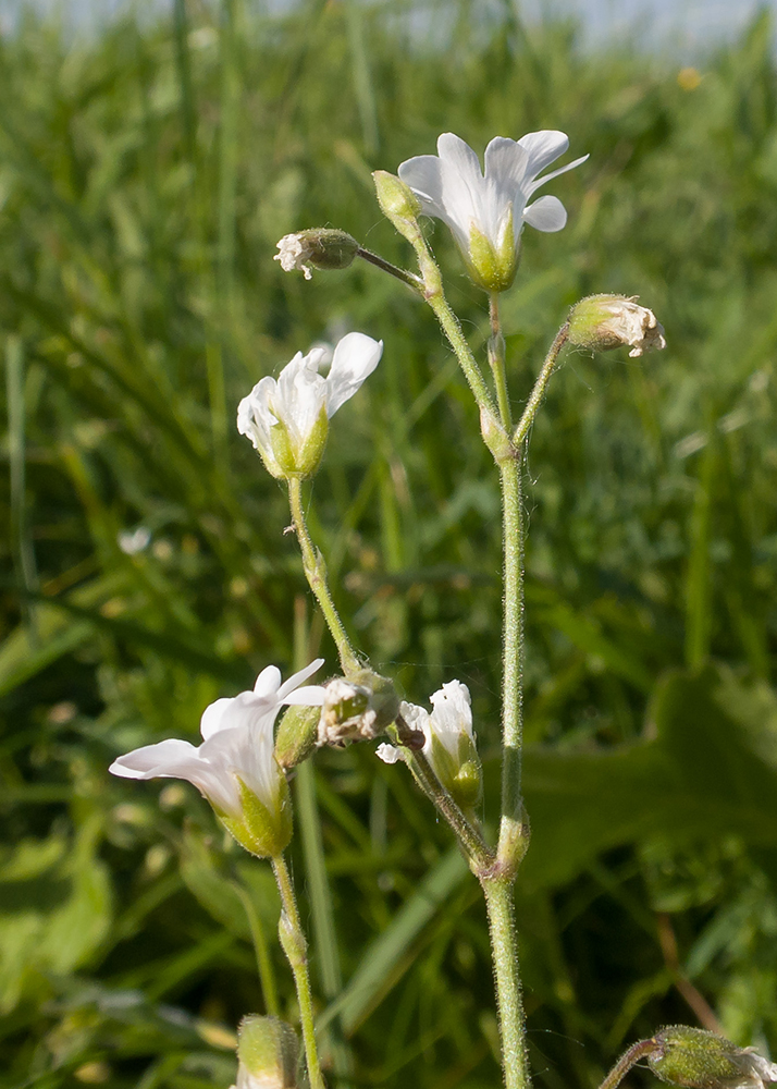 Image of Cerastium arvense specimen.