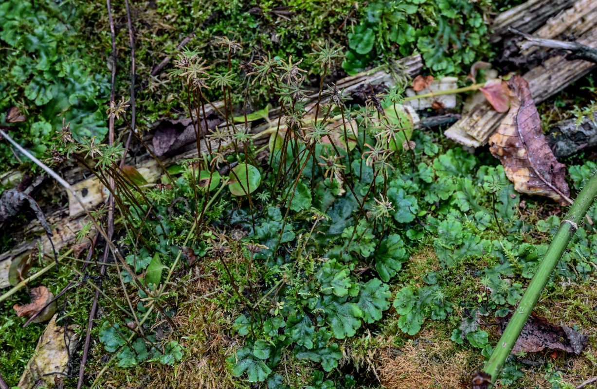 Изображение особи Marchantia polymorpha.