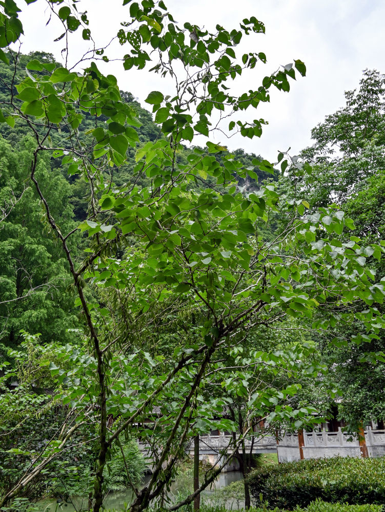 Изображение особи Cercis chinensis.