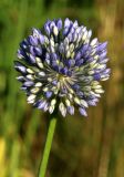 Allium caeruleum