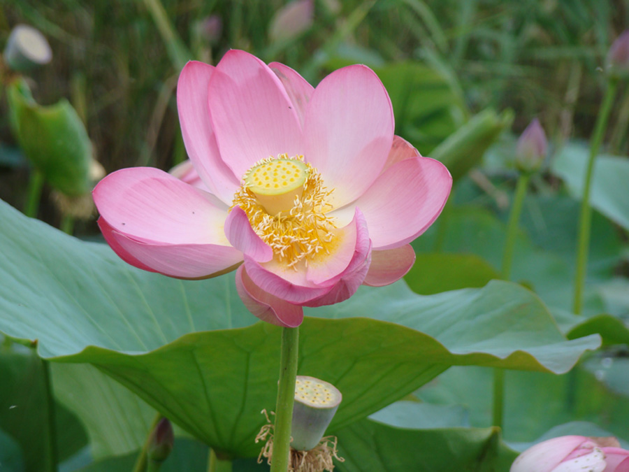 Image of Nelumbo caspica specimen.