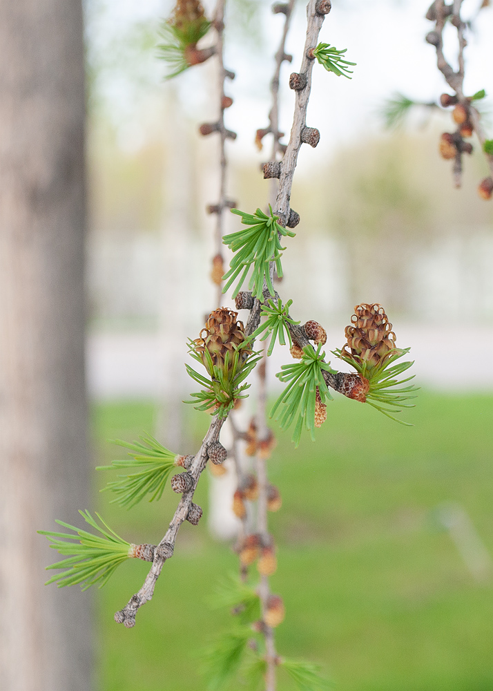 Image of Larix sibirica specimen.