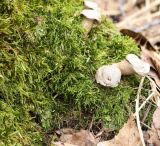 семейство Brachytheciaceae