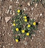 Anthemis rigida