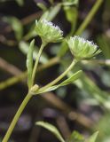 Valerianella locusta