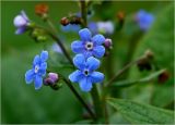 Brunnera sibirica. Цветки и бутоны. Московская обл., Раменский р-н, окр. дер. Хрипань, садовый участок. 30.04.2025.