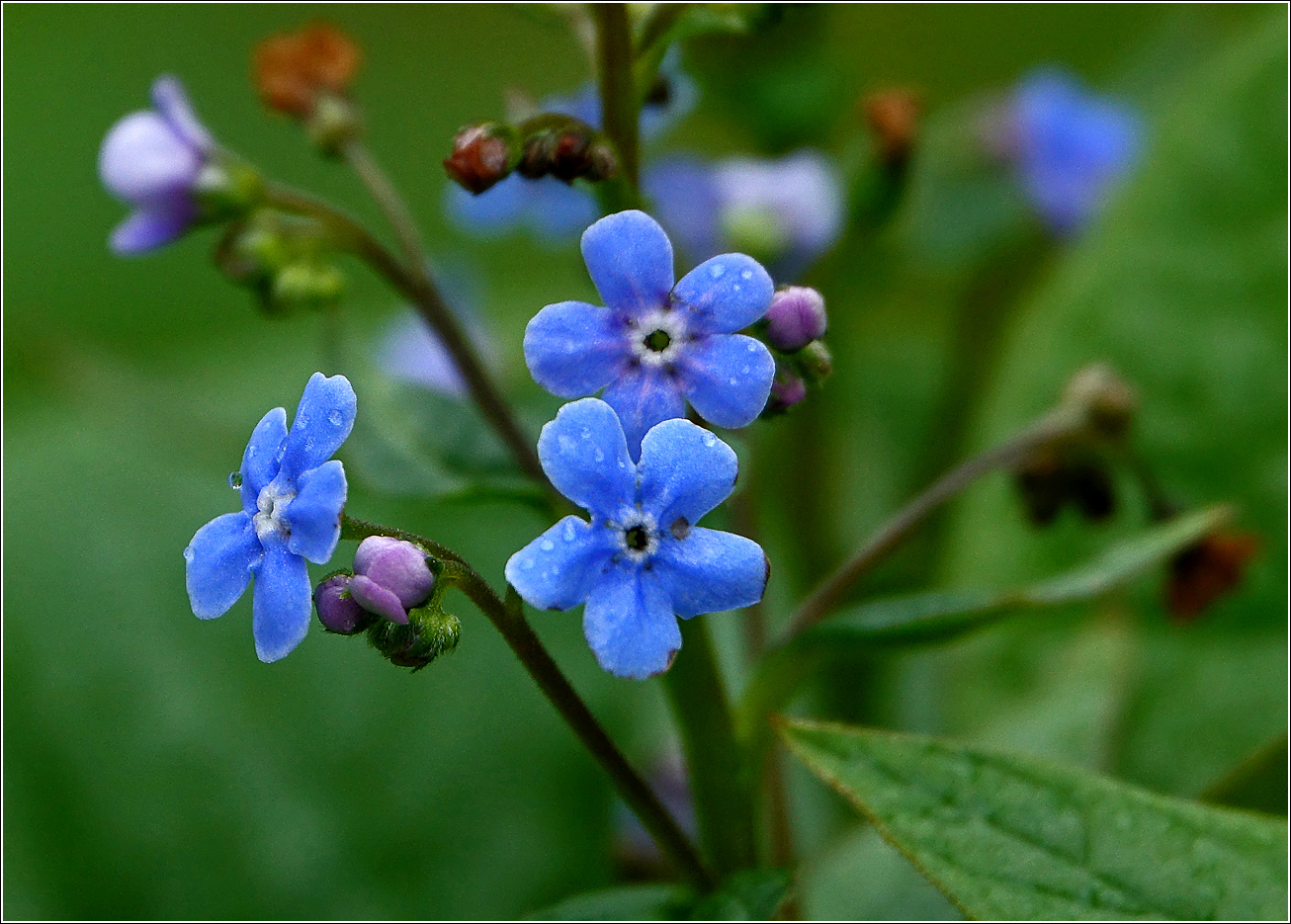 Изображение особи Brunnera sibirica.