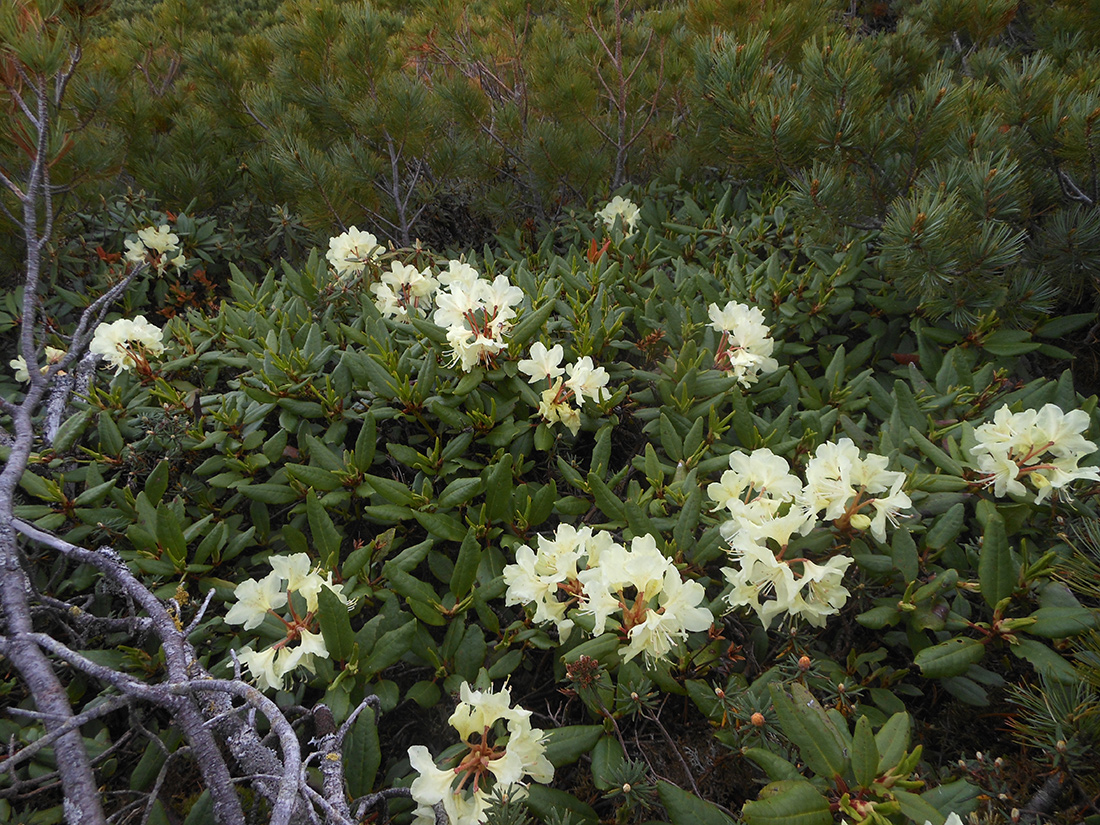 Image of Rhododendron aureum specimen.