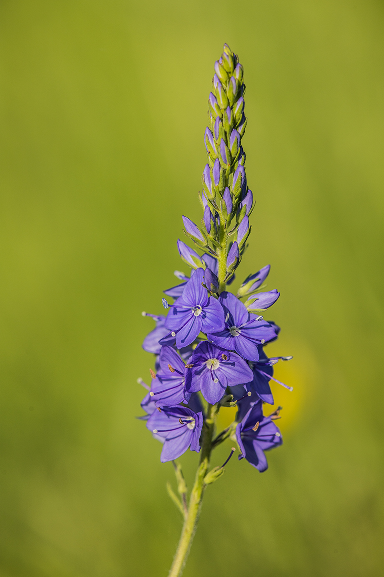 Image of Veronica teucrium specimen.