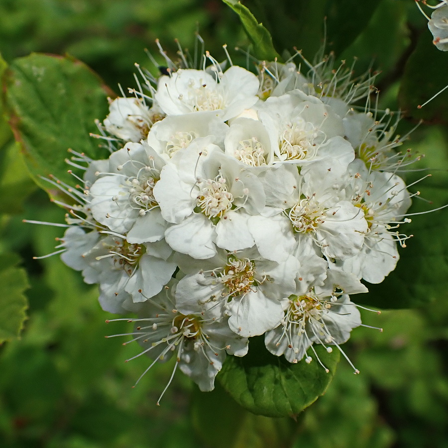 Image of Spiraea flexuosa specimen.