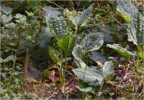 Plantago major