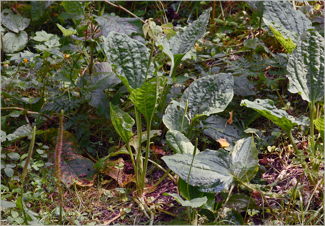 Image of Plantago major specimen.